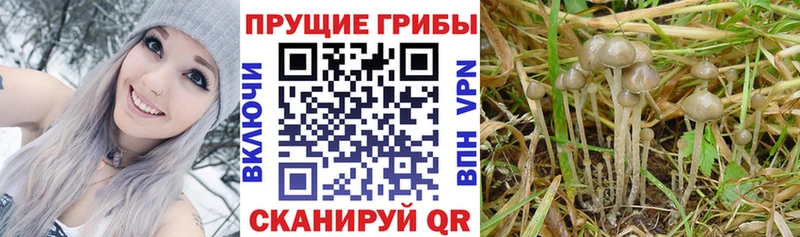 Псилоцибиновые грибы Magic Shrooms  Купить закладки  Мариинский Посад 